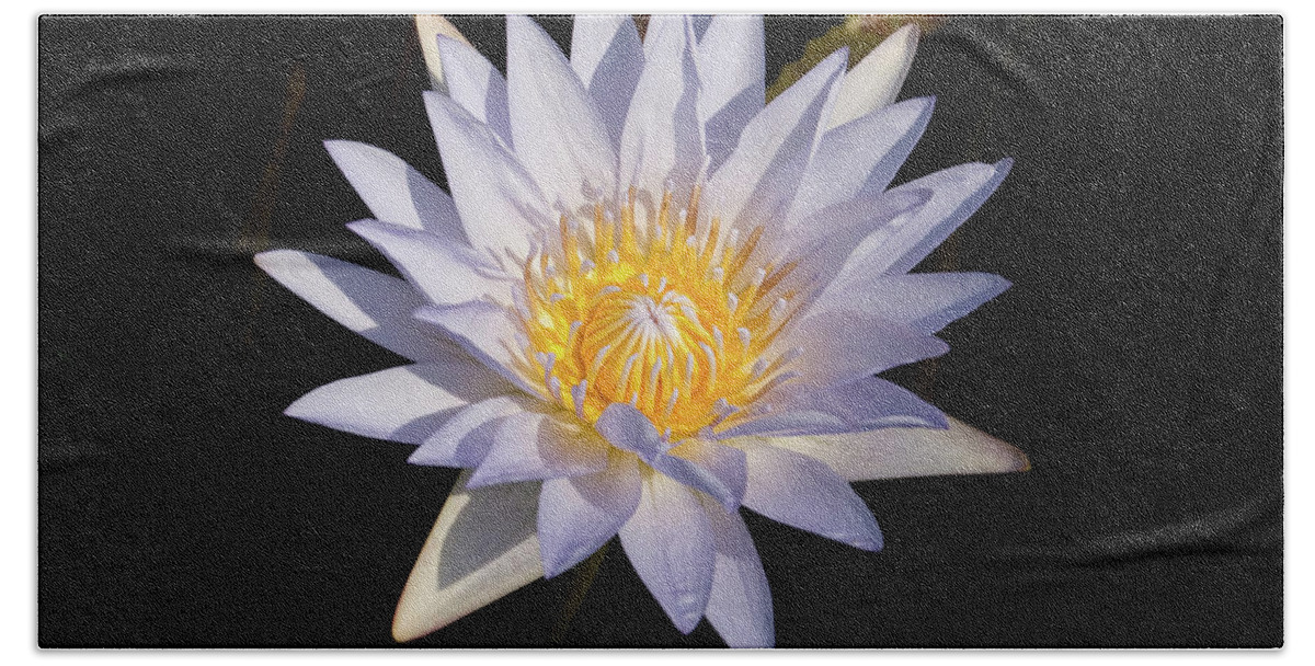 Water Lily Beach Towel featuring the photograph White Water Lily #1 by Steve Stuller