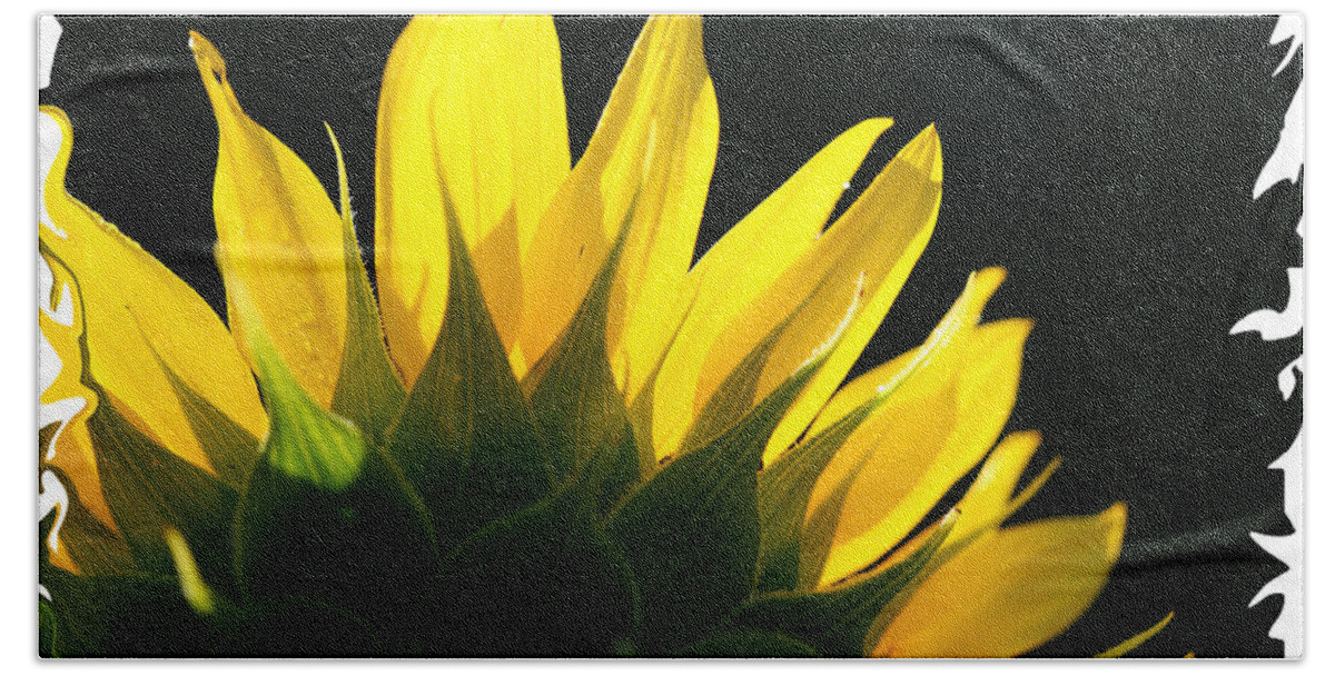 Sunflower Yellow Plant Green Photograph Phogotraphy Digital Art Beach Towel featuring the photograph Wild Sunflower #1 by Shari Jardina
