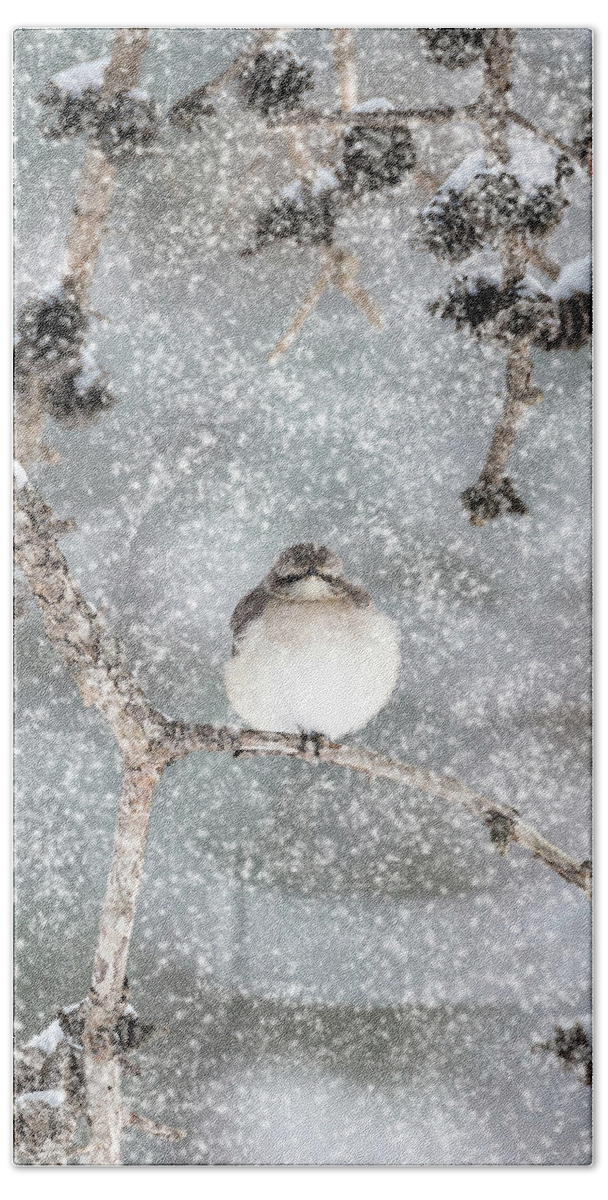 Mockingbird Beach Sheet featuring the photograph Winter Mockingbird #1 by Patrick Wolf