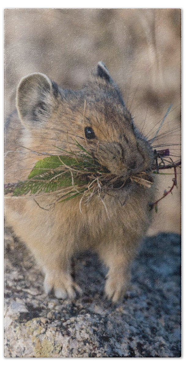 Pika Beach Towel featuring the photograph Winter Preparations #1 by Jody Partin