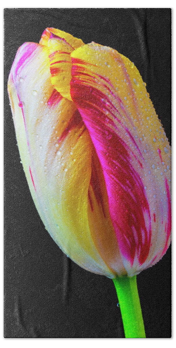 Tulip Beach Towel featuring the photograph Wonderful Dew Covered Tulip #1 by Garry Gay
