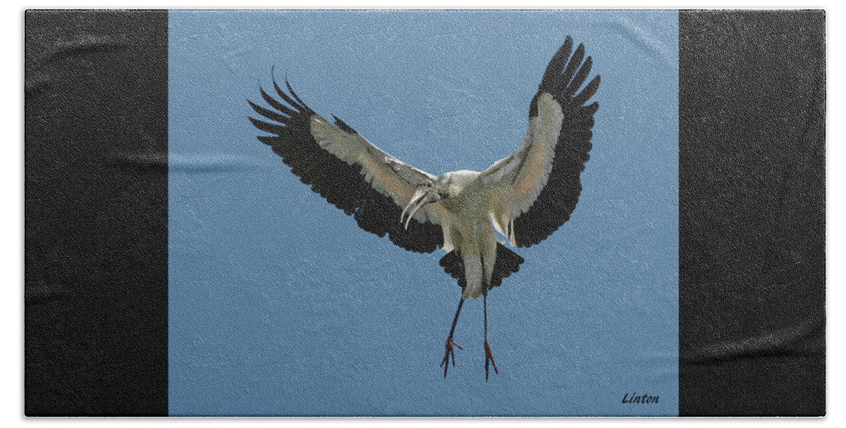 Wood Stork Beach Towel featuring the photograph Wood Stork #1 by Larry Linton