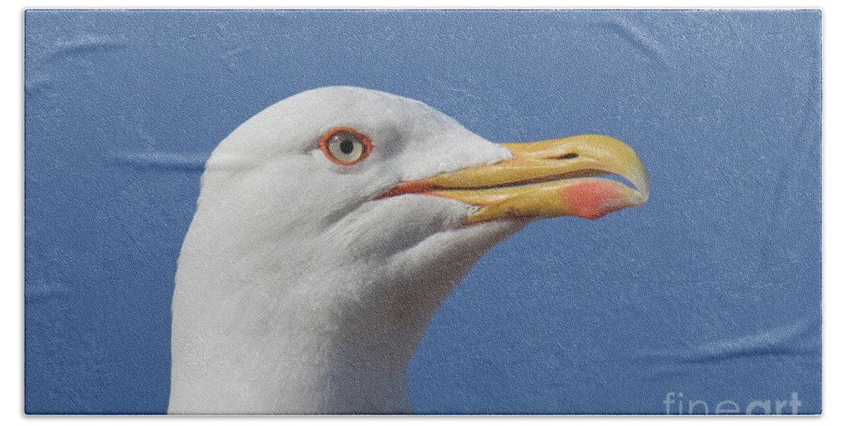 Animal Beach Sheet featuring the photograph Yellow-legged gull - Larus michahellis #1 by Jivko Nakev