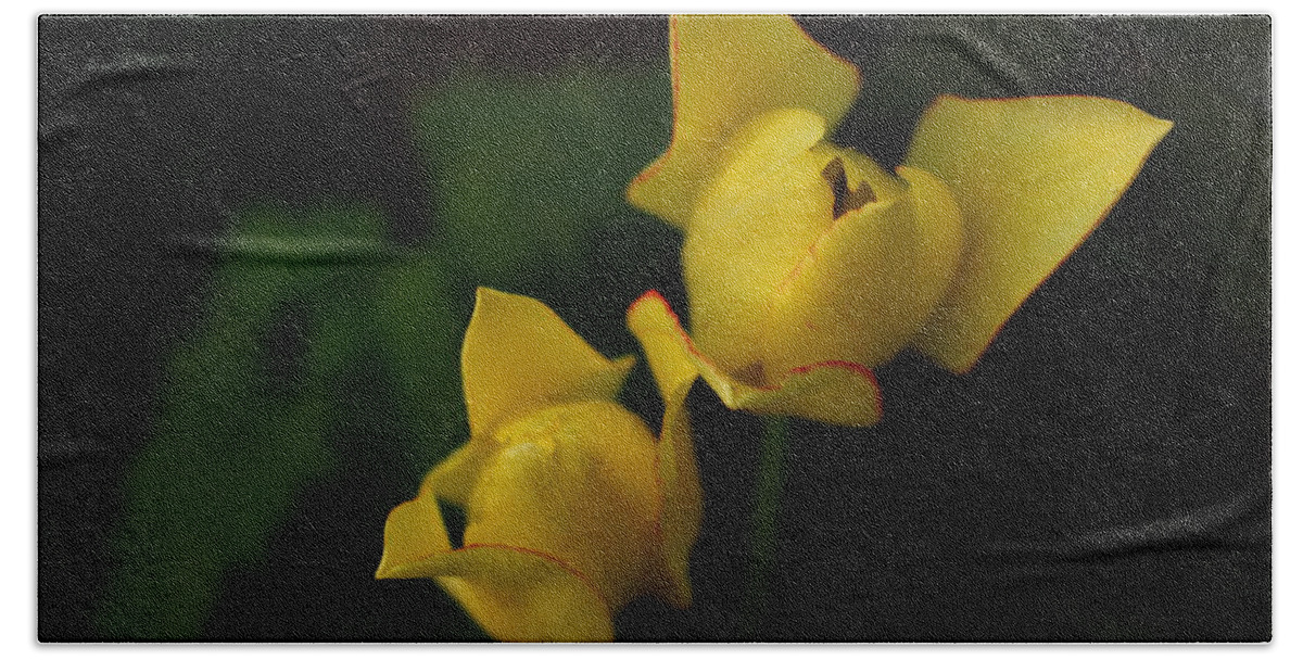 Tulips Beach Towel featuring the photograph Yellow tulips #1 by Irma Naan