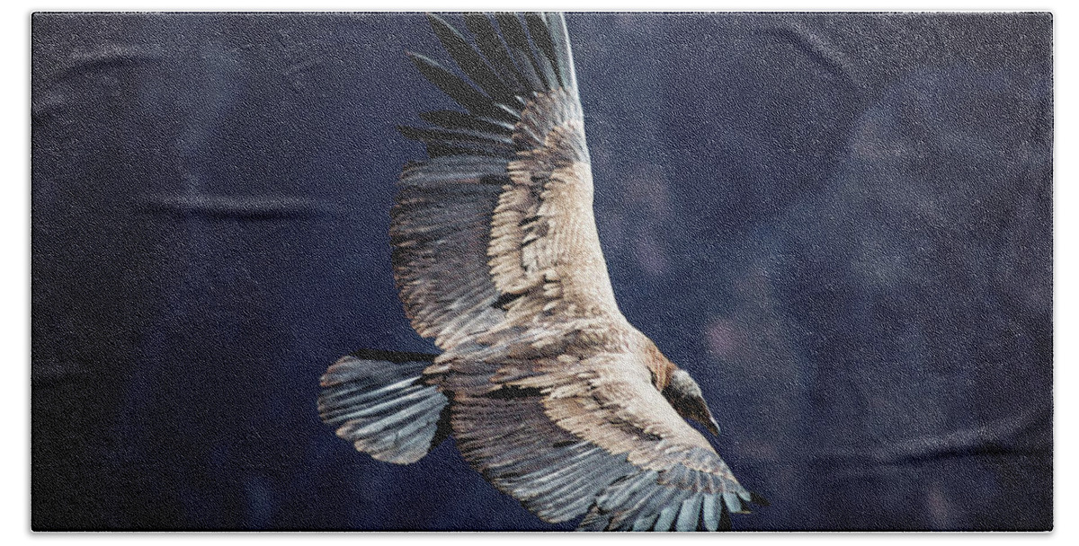 South America Beach Sheet featuring the photograph Young Andean Condor #2 by Kent Nancollas