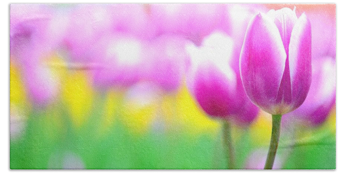 Tulip Beach Towel featuring the photograph Tulip #10 by Jackie Russo