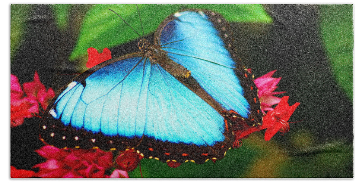 Butterfly Beach Towel featuring the photograph Butterfly #11 by Jackie Russo
