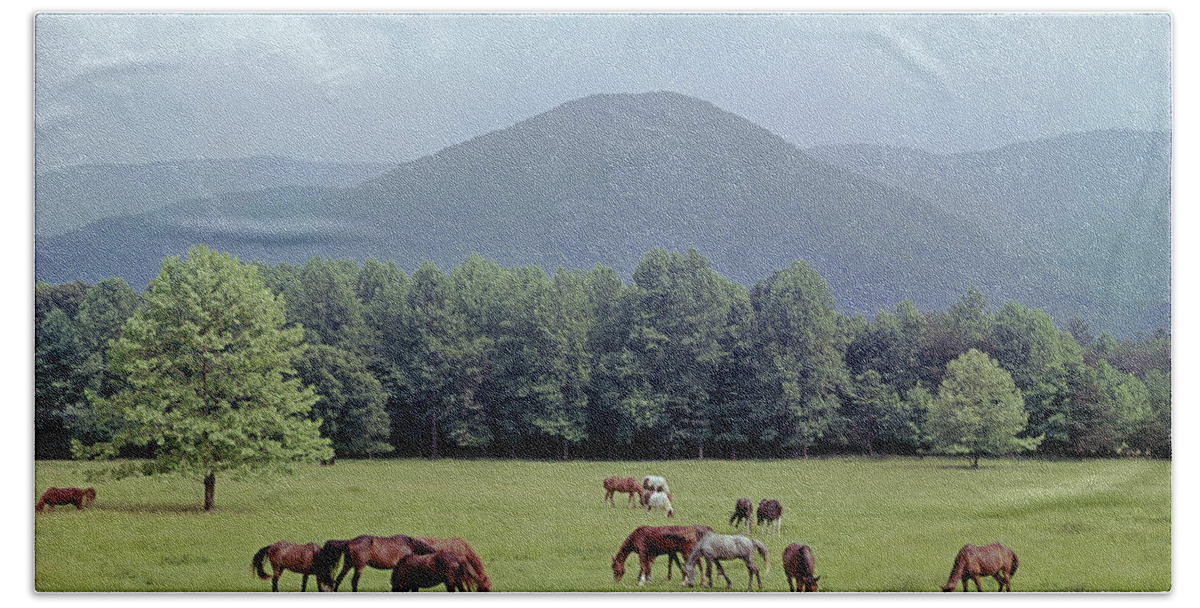 Horses Beach Towel featuring the photograph 145933 Horses in Pasture GSMNP by Ed Cooper Photography