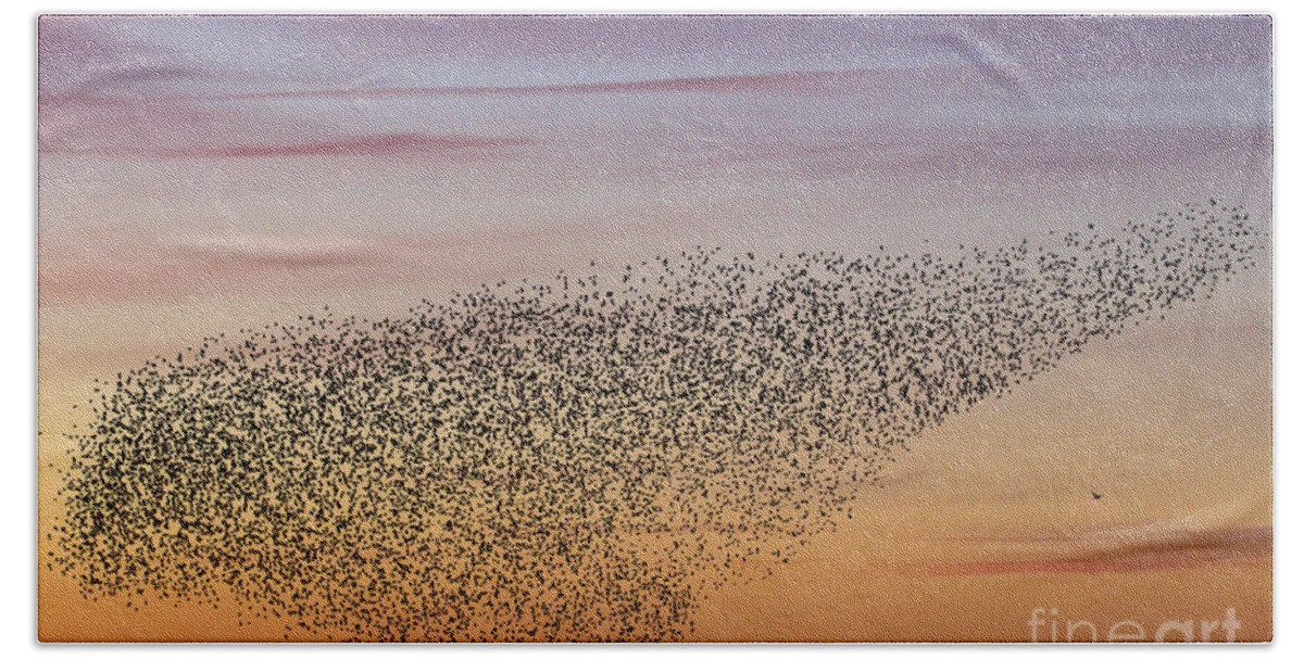 Common Starling Beach Towel featuring the photograph 150501p251 by Arterra Picture Library
