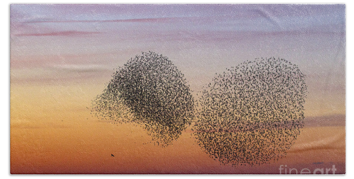 Common Starling Beach Sheet featuring the photograph 150501p254 by Arterra Picture Library