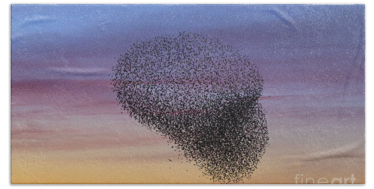 Common Starling Beach Sheet featuring the photograph 150501p260 by Arterra Picture Library
