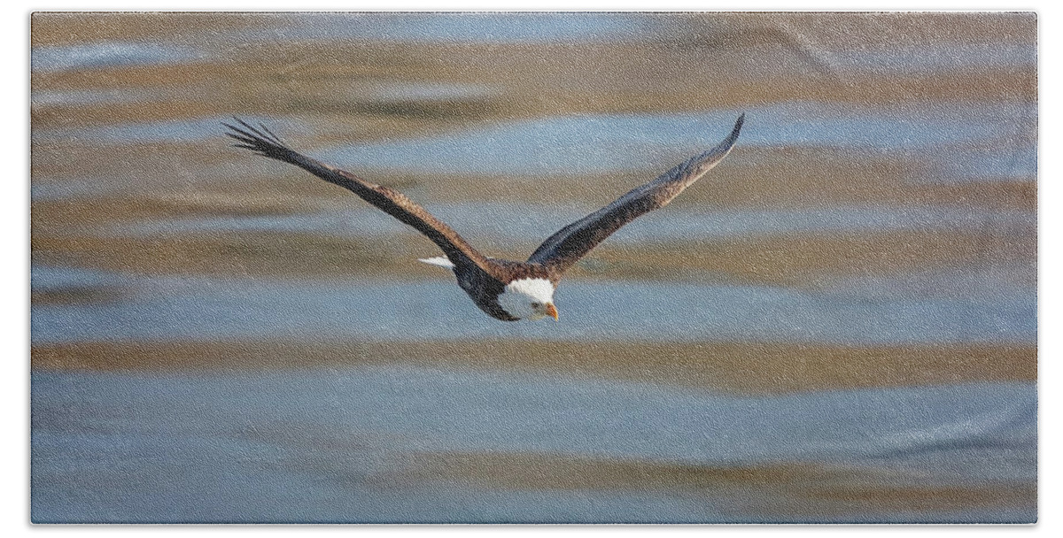 Illinois Beach Towel featuring the photograph Bald Eagle by Peter Lakomy