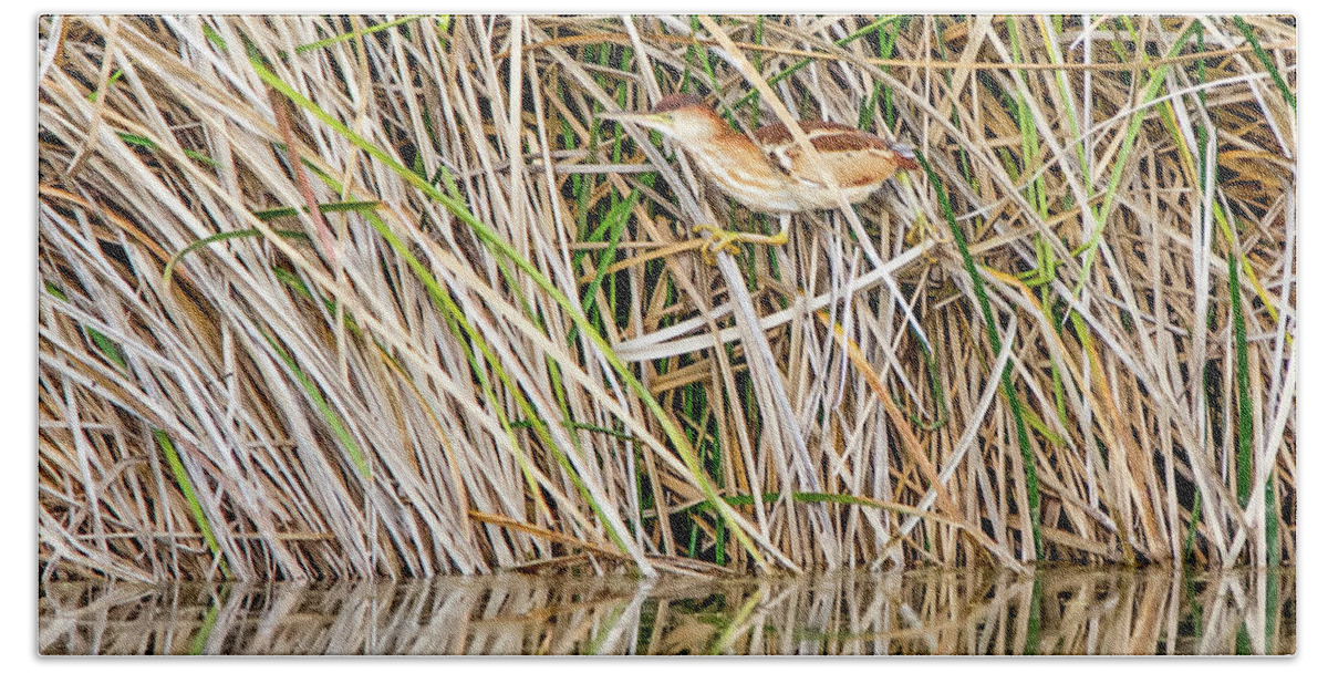 Least Beach Towel featuring the photograph Least Bittern #16 by Tam Ryan