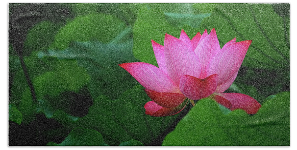 Lotus Beach Towel featuring the photograph Blossoming lotus flower closeup #17 by Carl Ning