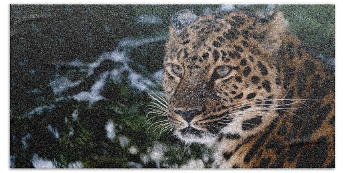 Leopard Beach Towel featuring the photograph Leopard #17 by Jackie Russo
