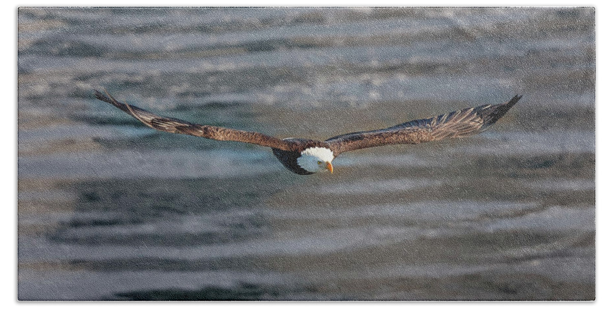 Illinois Beach Towel featuring the photograph Bald Eagle #18 by Peter Lakomy