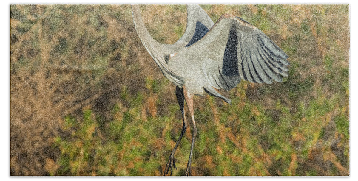 Great Beach Towel featuring the photograph Great Blue Heron #18 by Tam Ryan