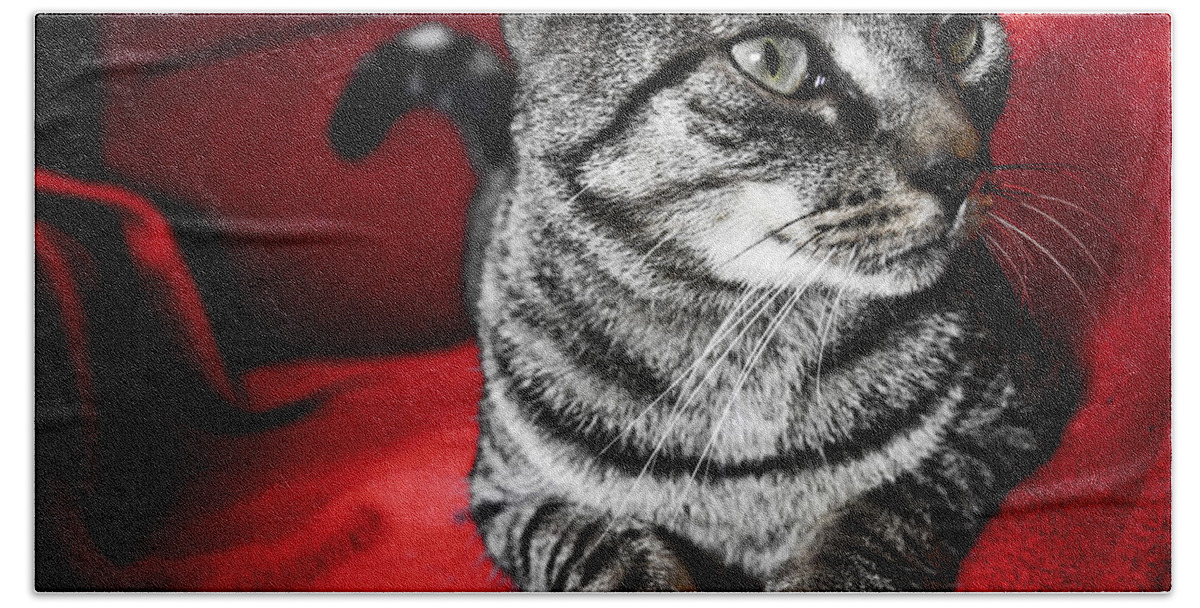 Cat Beach Towel featuring the photograph Cat #19 by Jackie Russo