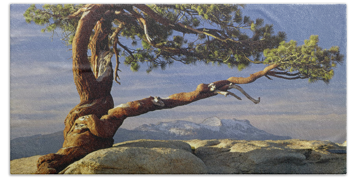 1m6701 Beach Sheet featuring the photograph 1M6701 Historic Jeffrey Pine Sentinel Dome Yosemite by Ed Cooper Photography