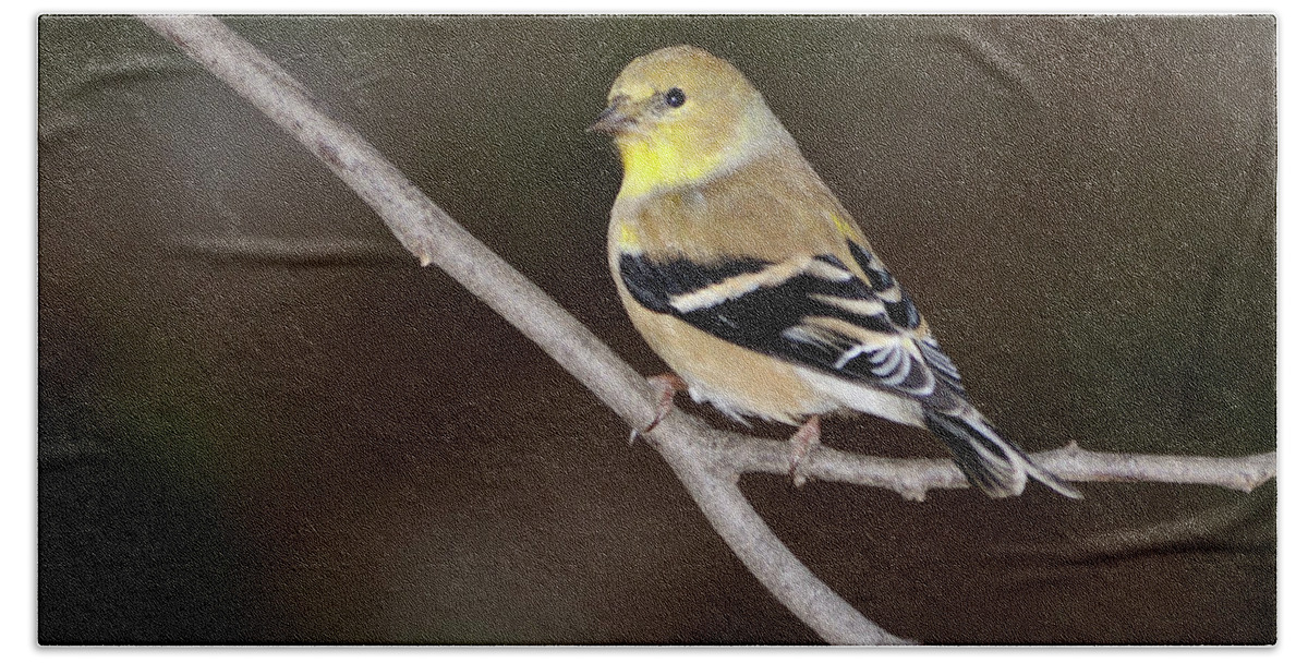 American Goldfinch Beach Sheet featuring the photograph American Goldfinch #2 by Betty LaRue