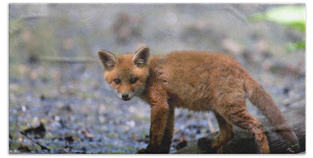Fox Cub Beach Towel featuring the photograph Beautiful fox cub #2 by Sam Rino