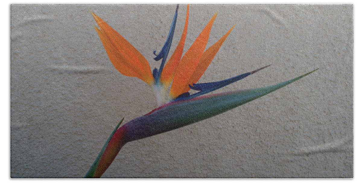 2010071600149 Beach Towel featuring the photograph Bird Of Paradise 2010071600149 by Robert Braley