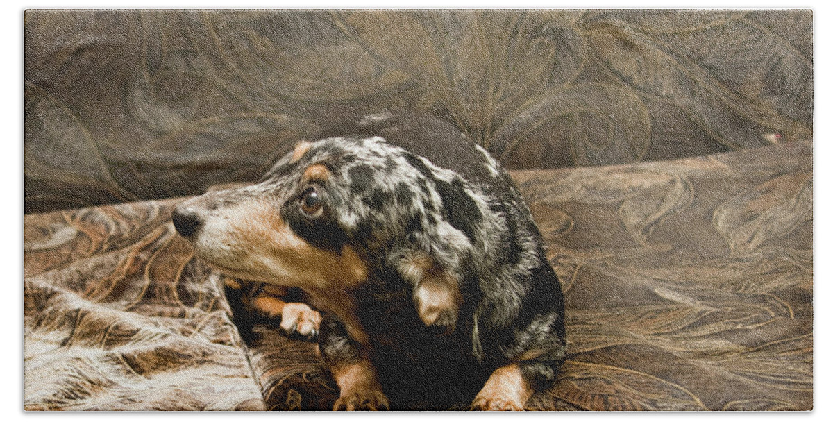 Dog Beach Towel featuring the photograph Black dachshund #2 by Irina Afonskaya