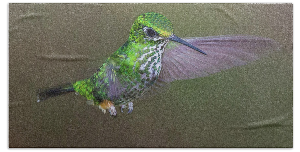 2015 Beach Sheet featuring the photograph Booted Racket-tail #1 by Jean-Luc Baron
