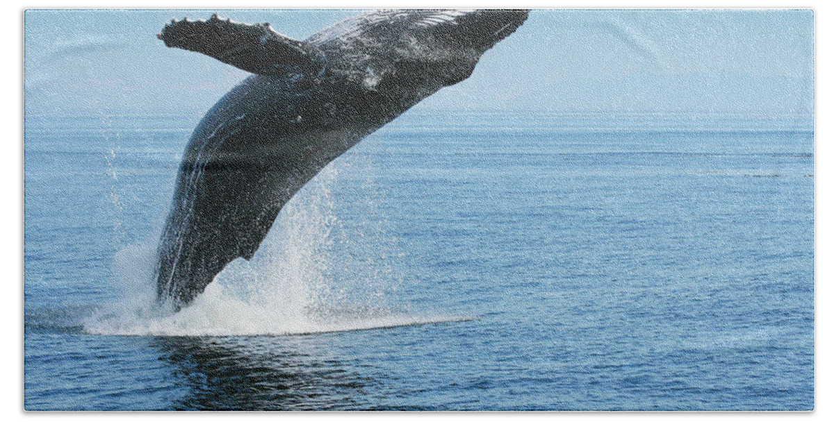 Alaska Beach Towel featuring the photograph Breaching humpback whales Happy-1 by Dorothy Darden