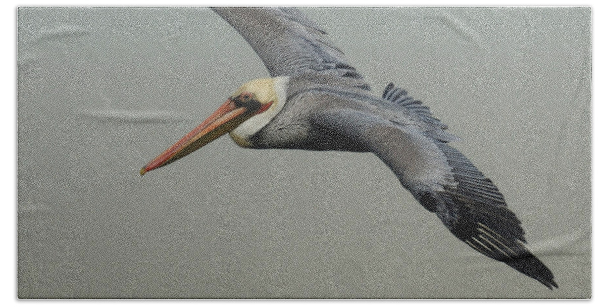 Pelican Beach Towel featuring the photograph Brown Pelican #2 by Ernest Echols