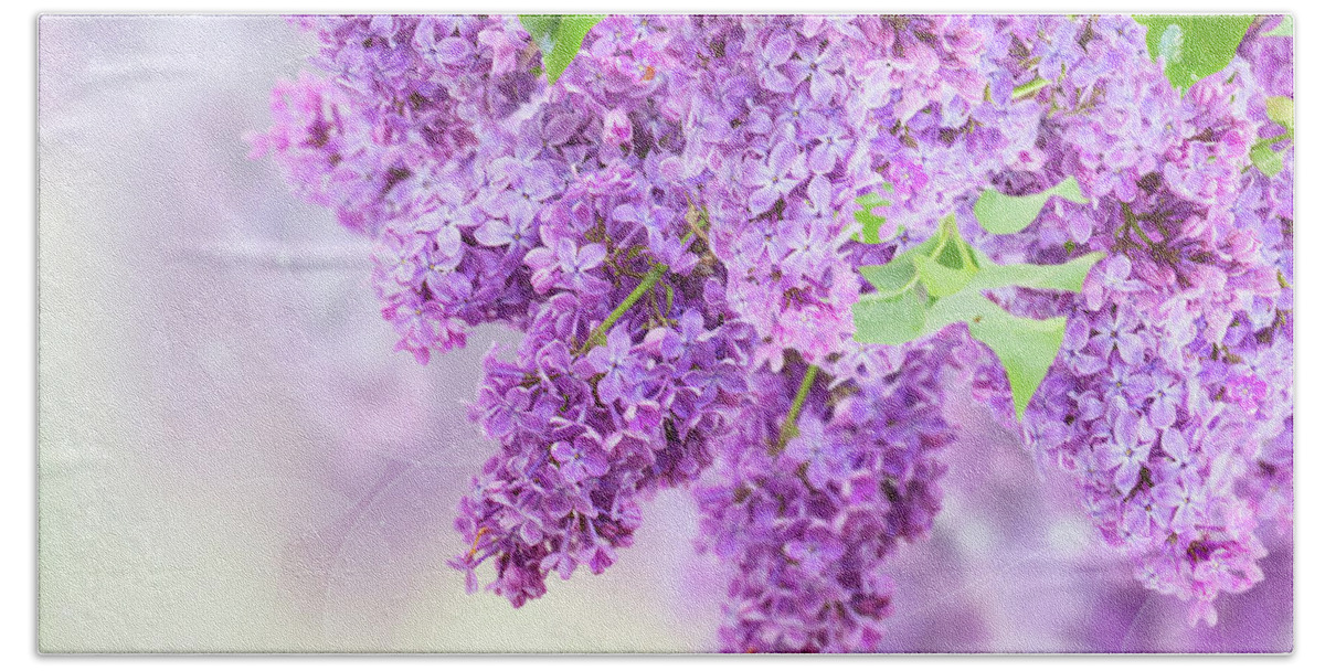 Lilac Beach Towel featuring the photograph Bush of Lilac #3 by Anastasy Yarmolovich