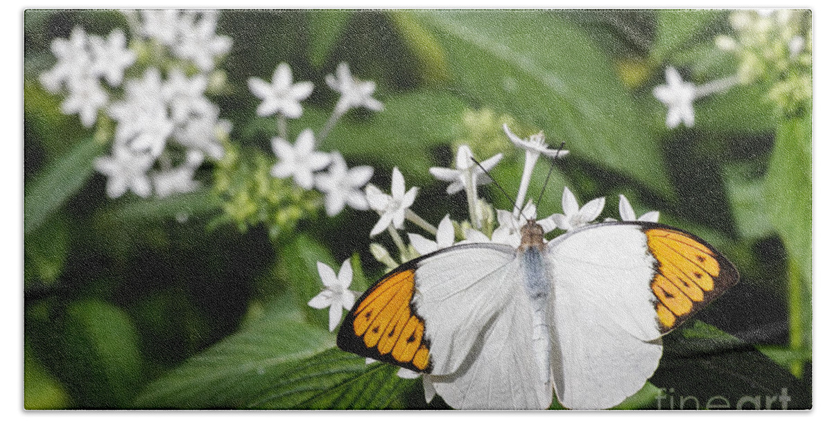 Butterfly Wonderland Beach Towel featuring the photograph Butterfly #3 by Richard J Thompson