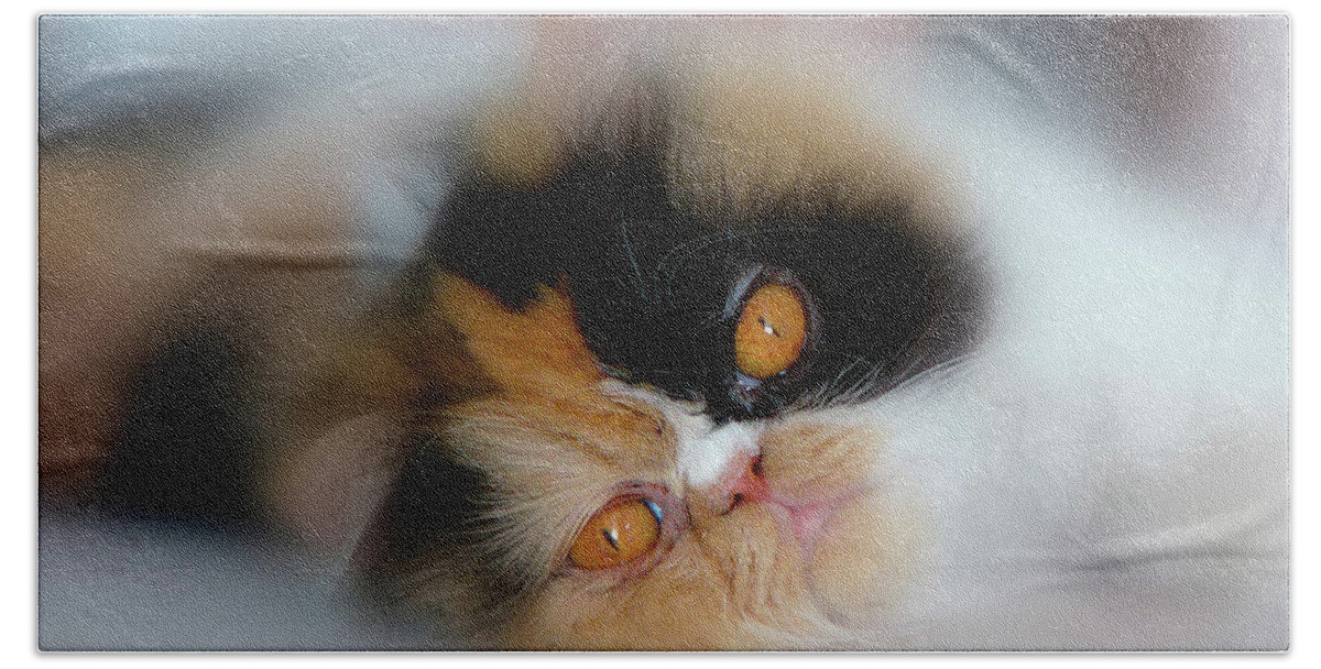 Cat. Calico. Pet. Animal. Life. Feline. Beach Towel featuring the photograph Cali Eyes #2 by Rhonda McDougall