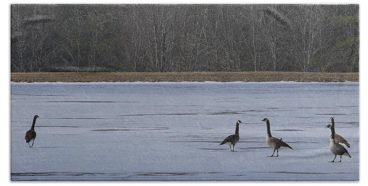 Canada Goose Beach Towel featuring the photograph Canada Goose #2 by Mariel Mcmeeking