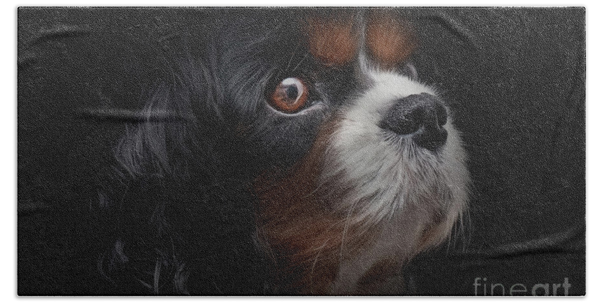 Adorable Beach Towel featuring the photograph Cavalier king charles #2 by Shaun Wilkinson