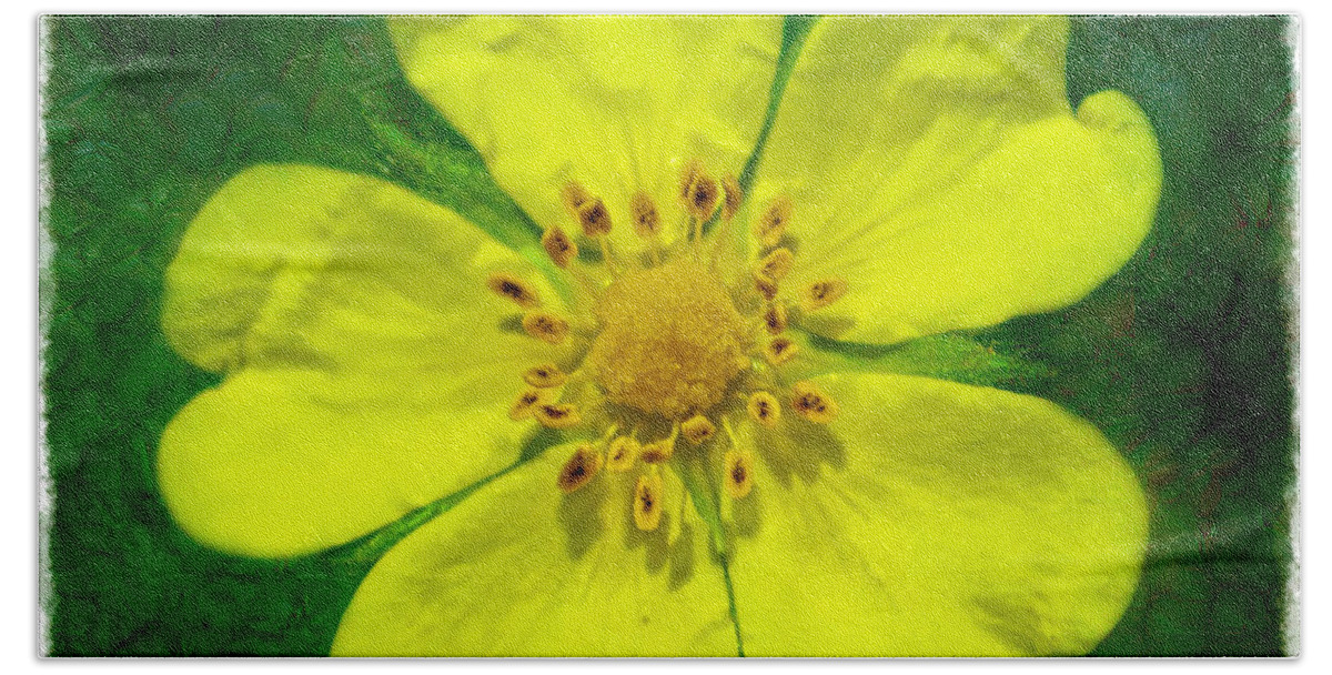 Tiny Beach Towel featuring the photograph Cinquefoil Wildflower #2 by Debbie Portwood