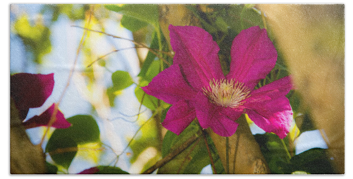 Clematis Beach Towel featuring the photograph Clematis in Bloom #2 by Barry Jones