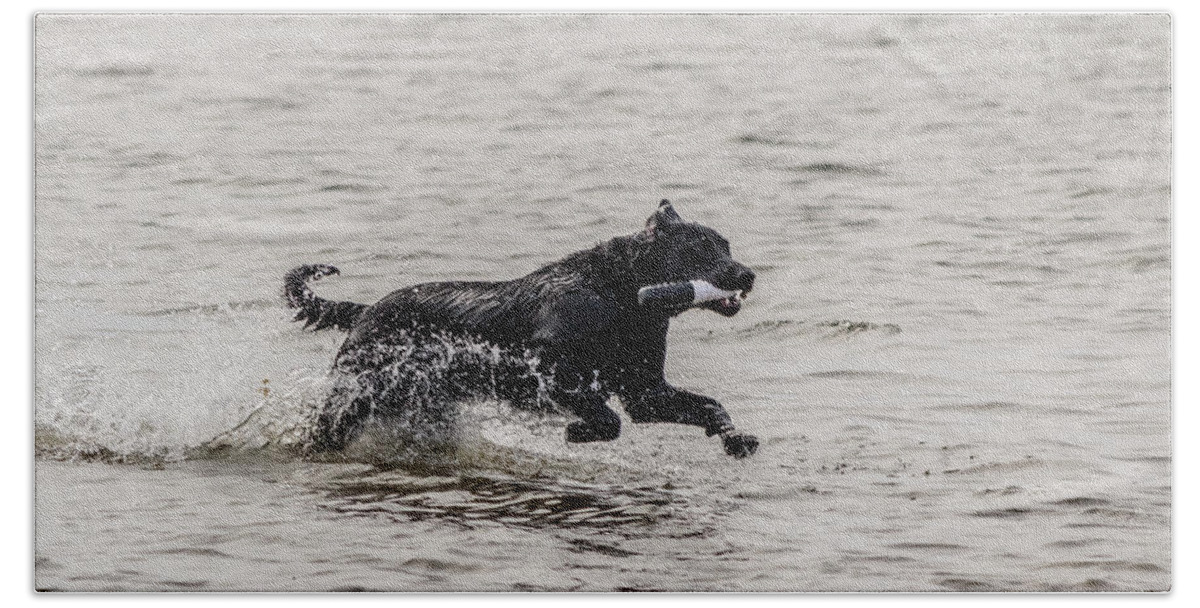 Black Dog Beach Towel featuring the photograph Dog playing in water #2 by SAURAVphoto Online Store