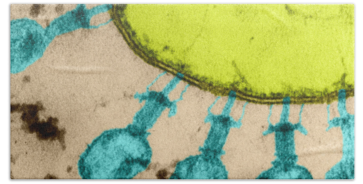 Electron Micrograph Beach Towel featuring the photograph Enterobacteria Phage T2 #2 by Lee D. Simon
