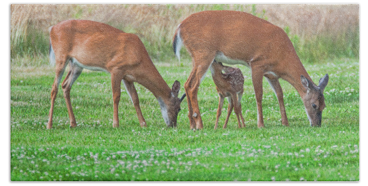Deer Beach Towel featuring the photograph Family Outing #2 by Cathy Kovarik
