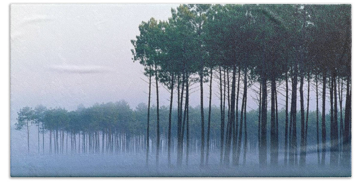 Forest Beach Towel featuring the photograph Forest #2 by Mariel Mcmeeking