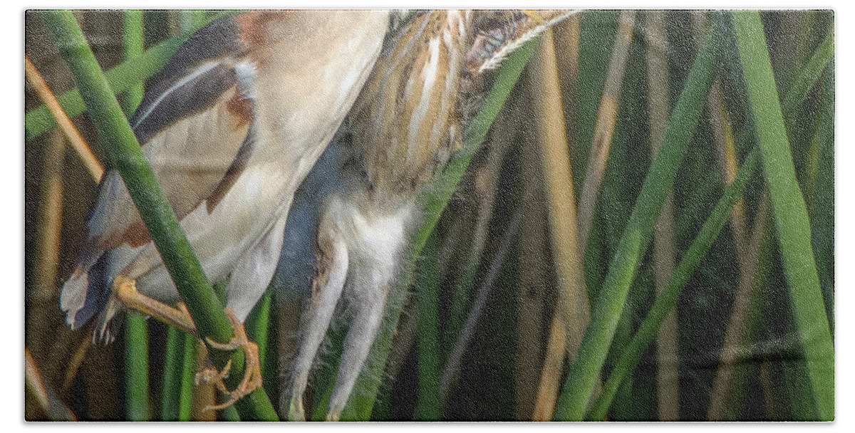 Least Beach Towel featuring the photograph Least Bittern Adult and Juvenile #2 by Tam Ryan