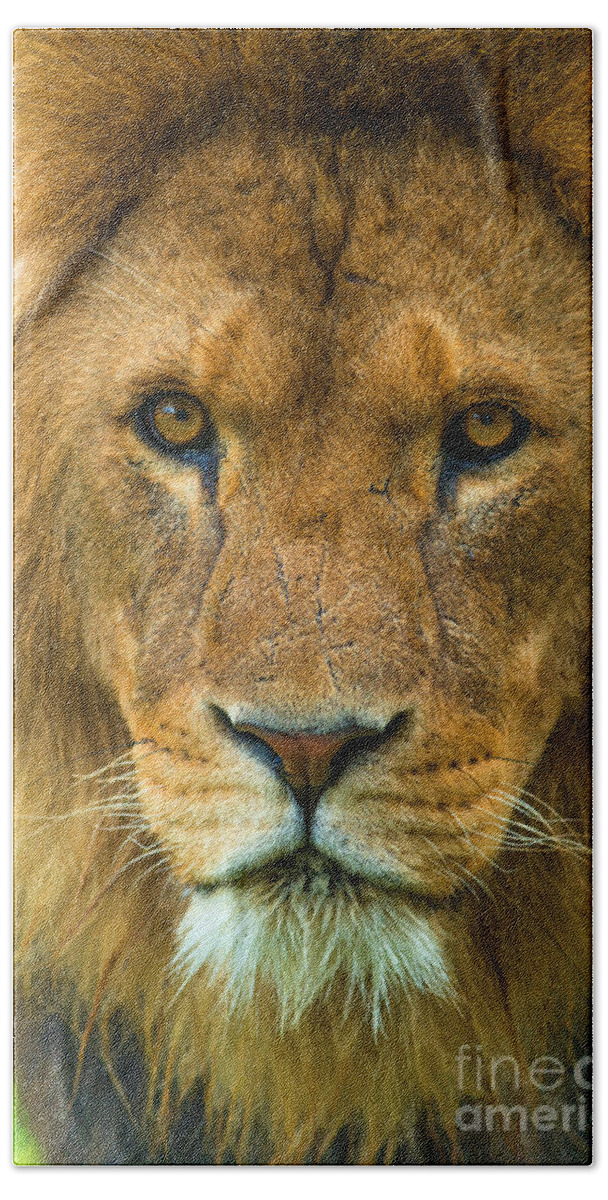 Lion Beach Towel featuring the photograph Lion #3 by Andrew Michael