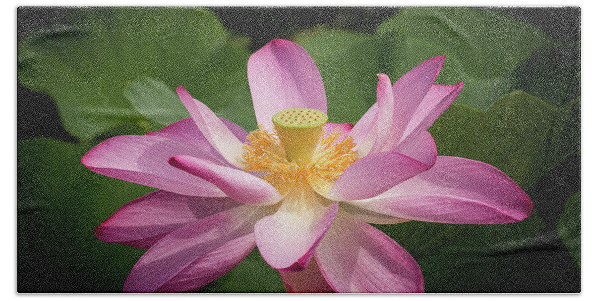 Flower Beach Towel featuring the photograph Lotus #2 by Richard Macquade