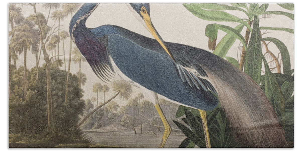 Louisiana Heron Beach Sheet featuring the painting Louisiana Heron by John James Audubon