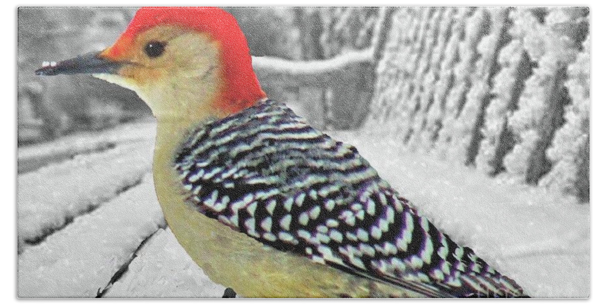 Red Bellied Woodpecker Beach Towel featuring the photograph Woodpecker in Winter by Janette Boyd