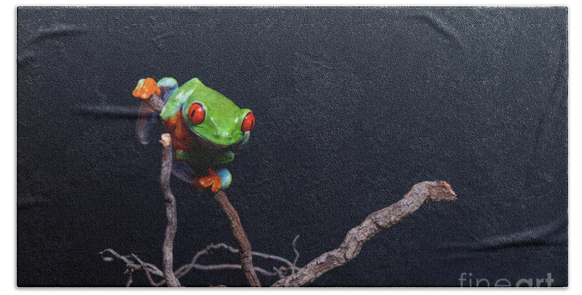Frog Beach Towel featuring the photograph Red eyed tree frog #2 by Les Palenik