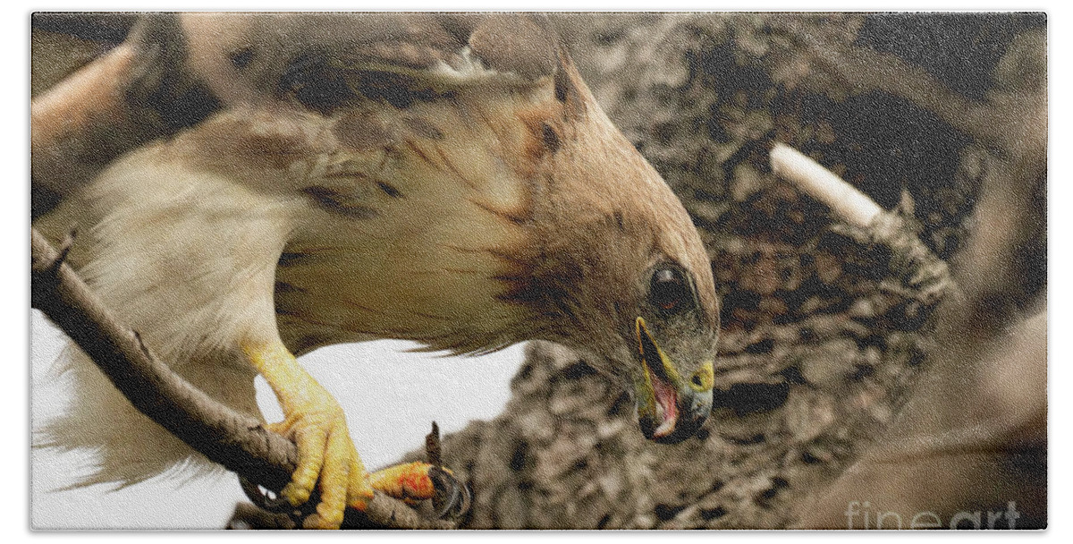 Red Tailed Hawk Beach Towel featuring the photograph Red tailed hawk #2 by Sam Rino