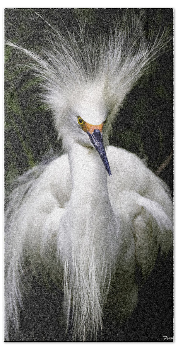 Snowy Egret Beach Towel featuring the photograph Snowy Egret #2 by Fran Gallogly