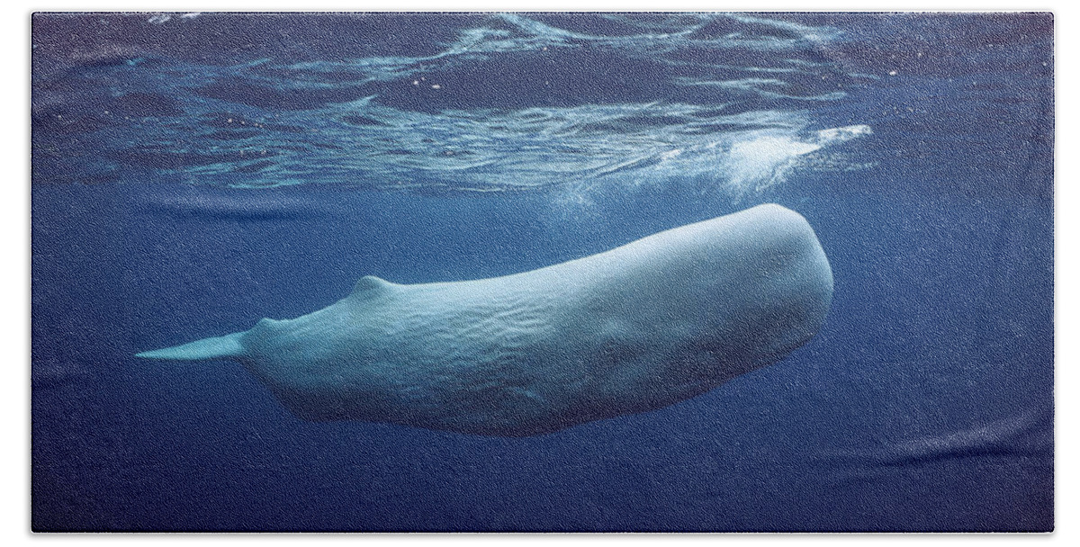 00270022 Beach Towel featuring the photograph White Sperm Whale by Hiroya Minakuchi